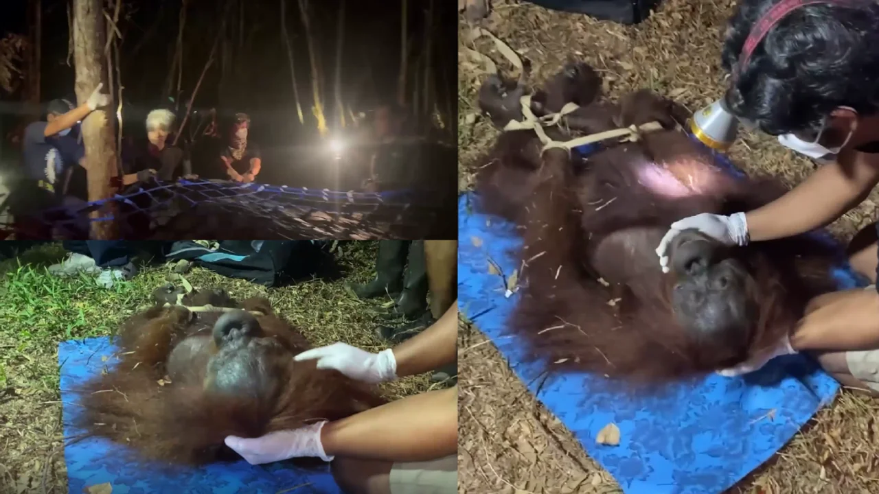 Endangered Orangutan Rescued From Fire-Hit Indonesian Forest After Dramatic Treetop Operation