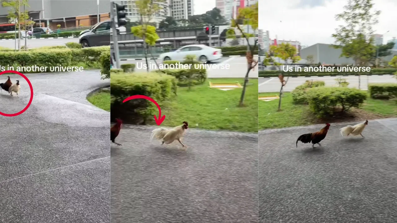 Fast & Fluffy: SG Chickens Train for F1 Weekend