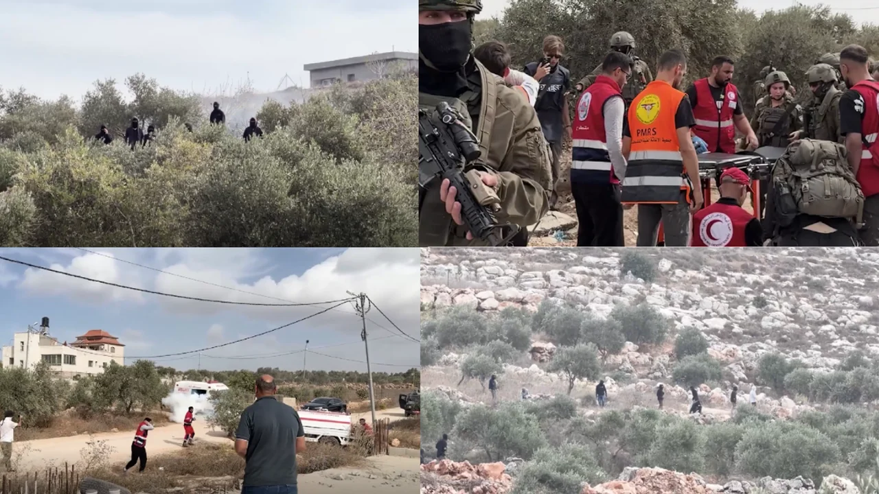 West Bank Olive Harvest Clash Leaves Farmers Injured As Tear Gas Hits Abu Falah Groves