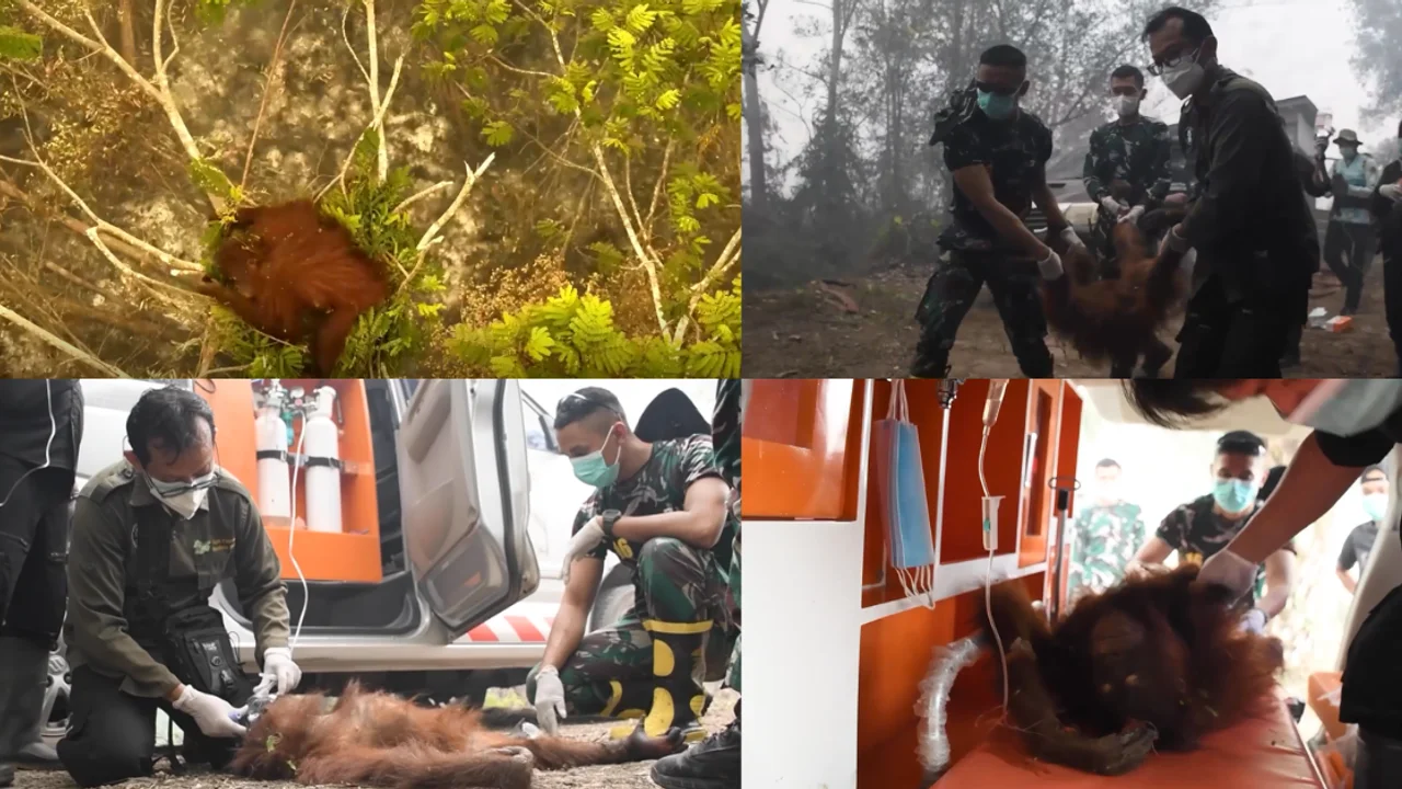 Young Orangutan Novita Suffers Severe Burns After Walking Through Indonesian Forest Fires To Escape The Flames