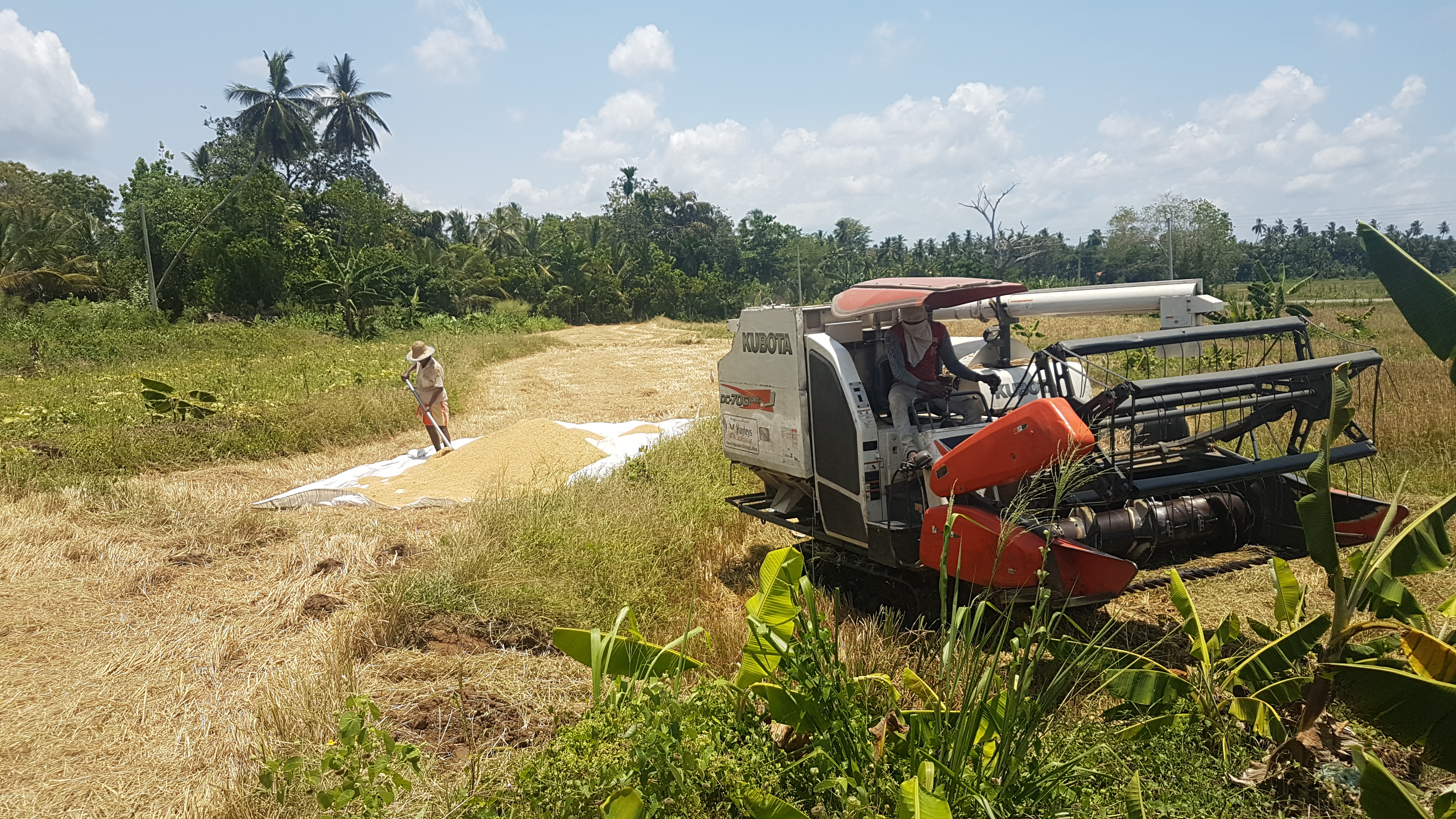 “මේ කුඹුරේ වී පැහිල වැඩි වෙන්න ළඟයි. තව දවස් කිහිපයකින් ඒවා පාවිච්චි කරන්න බැරි වෙලා යනවා. මේ මැෂිමට දාන්න ඩීසල් තිබුණේ නැති නිසා අස්වැනු නෙළීම පරක්කු වුණා.”