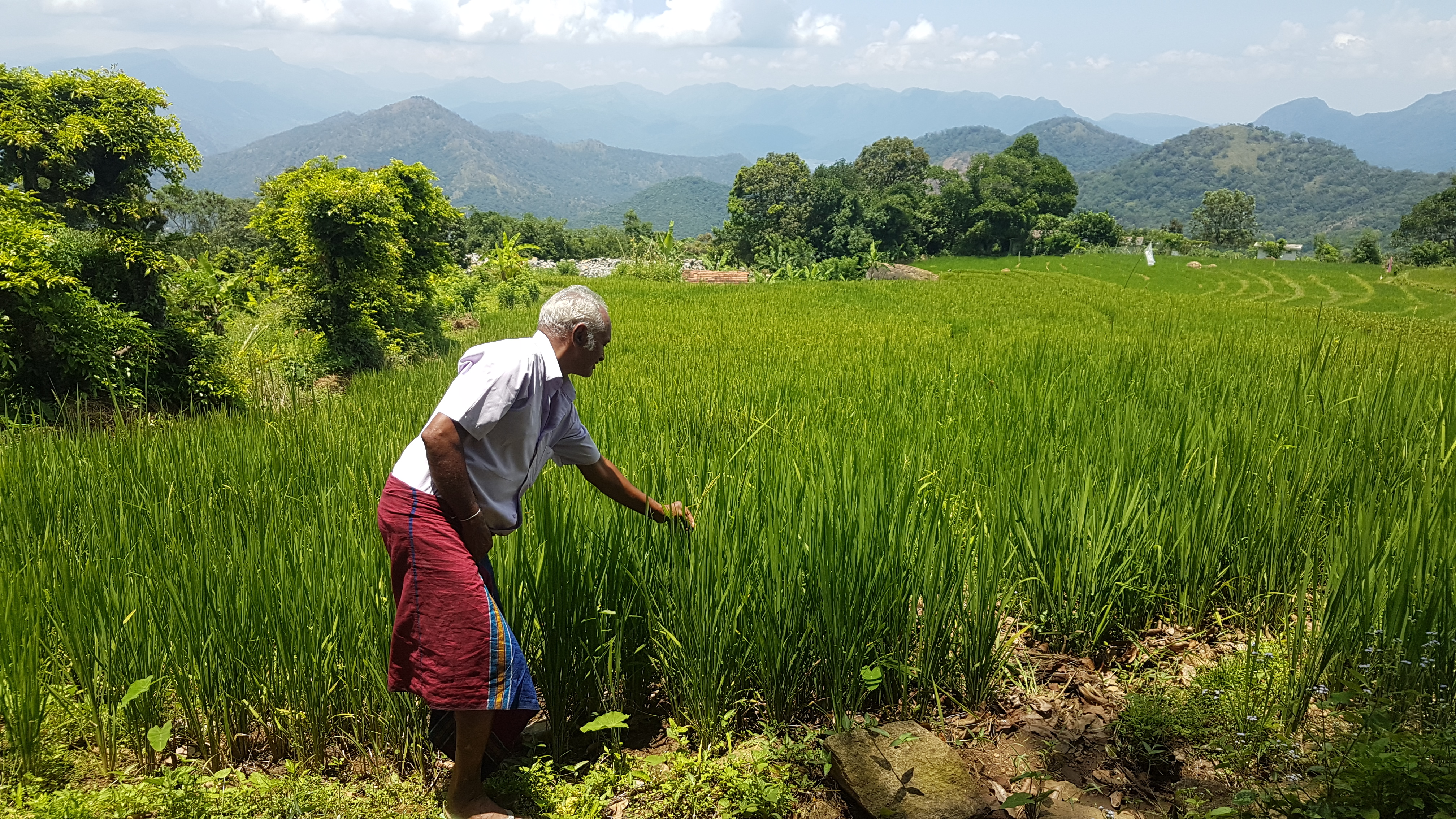 ”By this stage, the paddy should have been taller. Maybe up to my waist. Yes, it looks green and healthy but look a little closer, can you tell me how many stalks of grain you see here?”