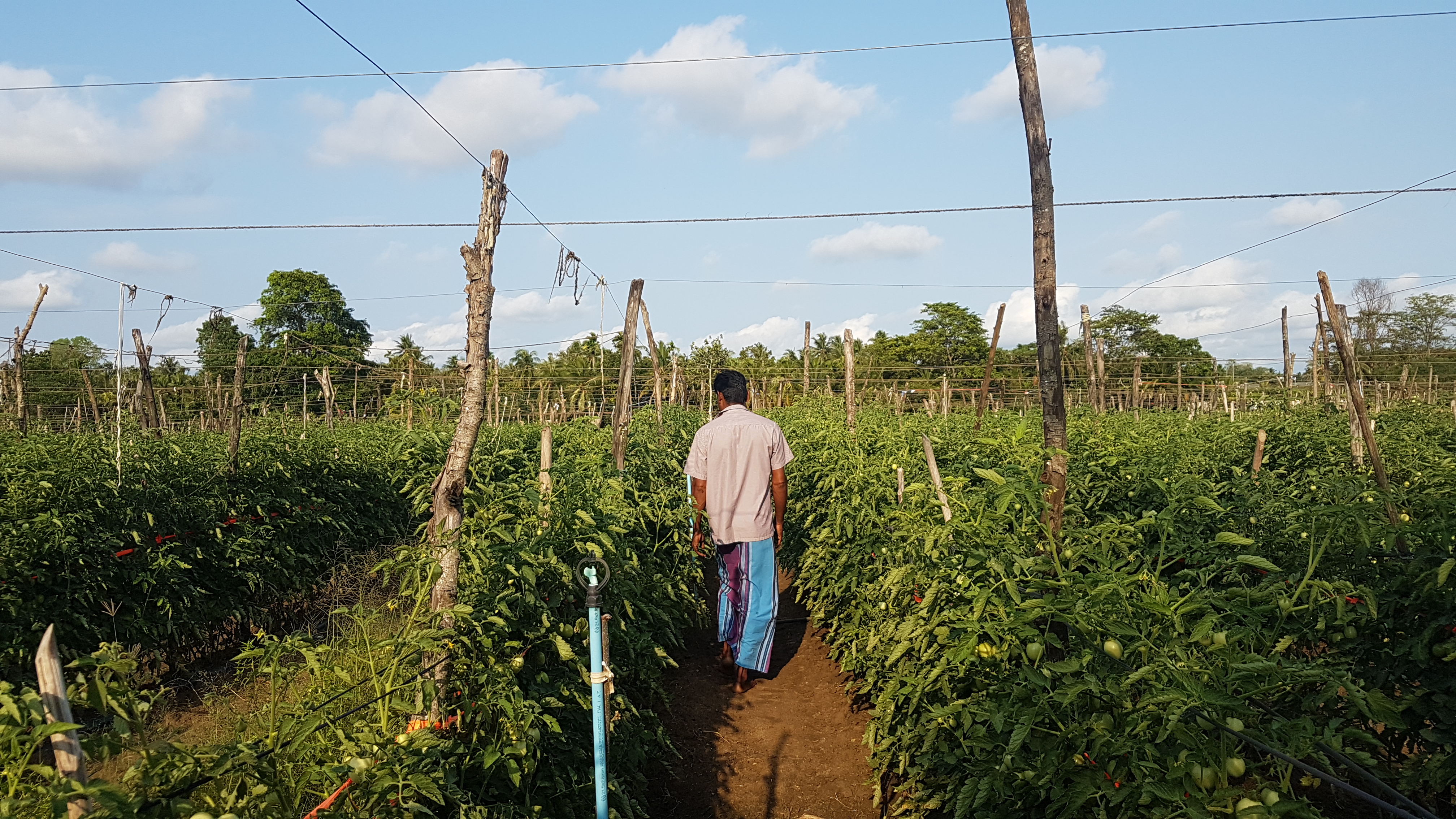 “අපි ඉහළ ඵලදාවක් දෙන බීජ පොහොර නොමැතිව වැවුවොත් ඒවා හරියන්නේ නැහැ. පේනවනෙ, ඵලදාව නිකන්ම මැලවිලා යනවා, ඒවා පාවිච්චි කරන්න බැහැ.“