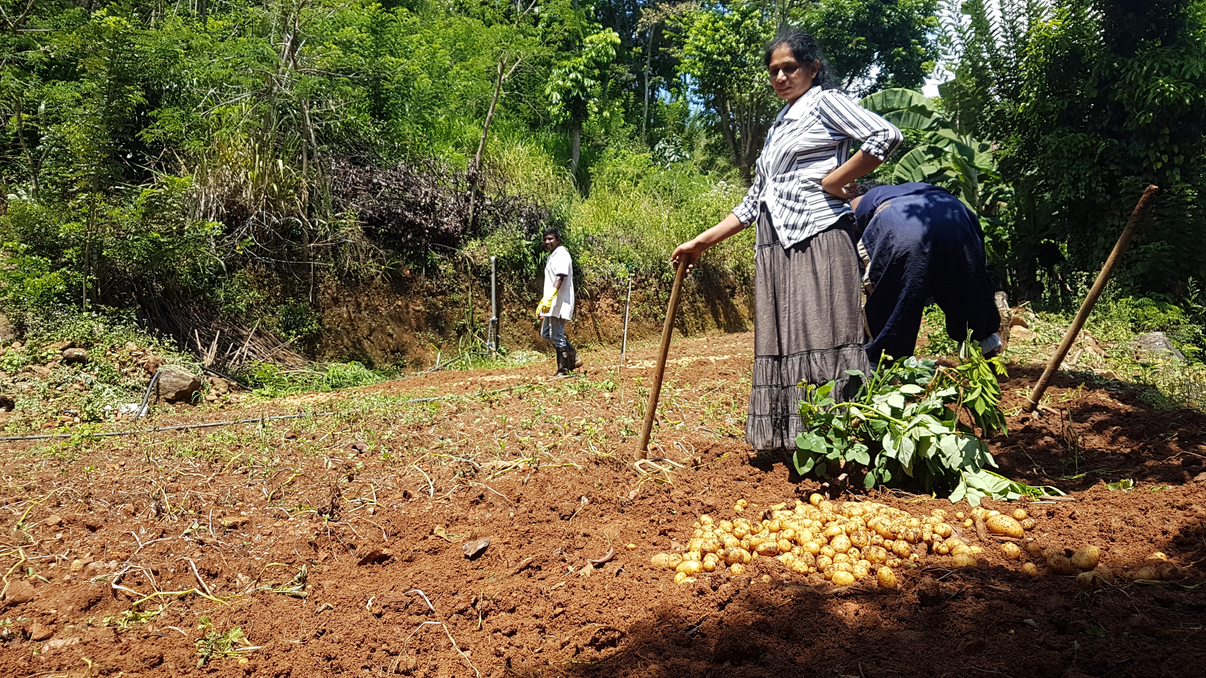 “We can at least pluck the jak fruit from the tree, or use the leafy greens in a porridge, or have even a small amount of paddy left to make rice. People in the cities have nowhere to grow anything no, in the middle of all the concrete.” Walapane