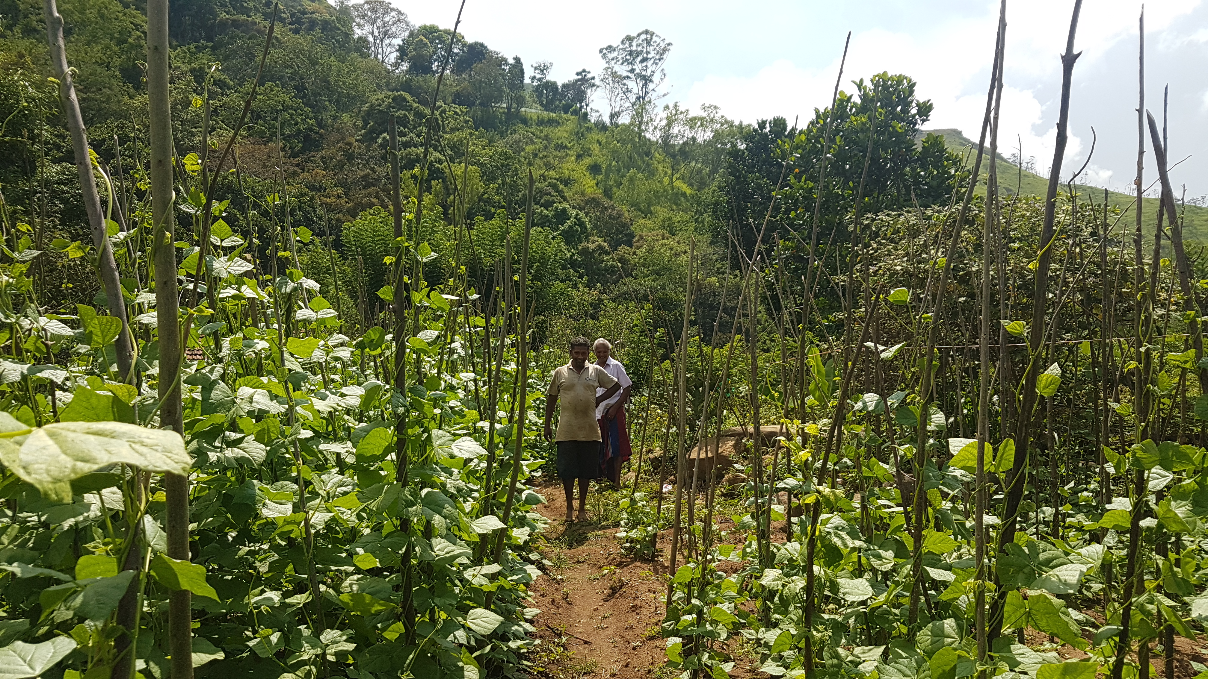 “The officers come here to train us, but we end up having to advise them! Those officers who are assigned to do these trainings are they themselves repeating what they have read in a circular or notice. If we have questions based on our practical experiences, they don’t have answers” - Tennehenwala, Walapane