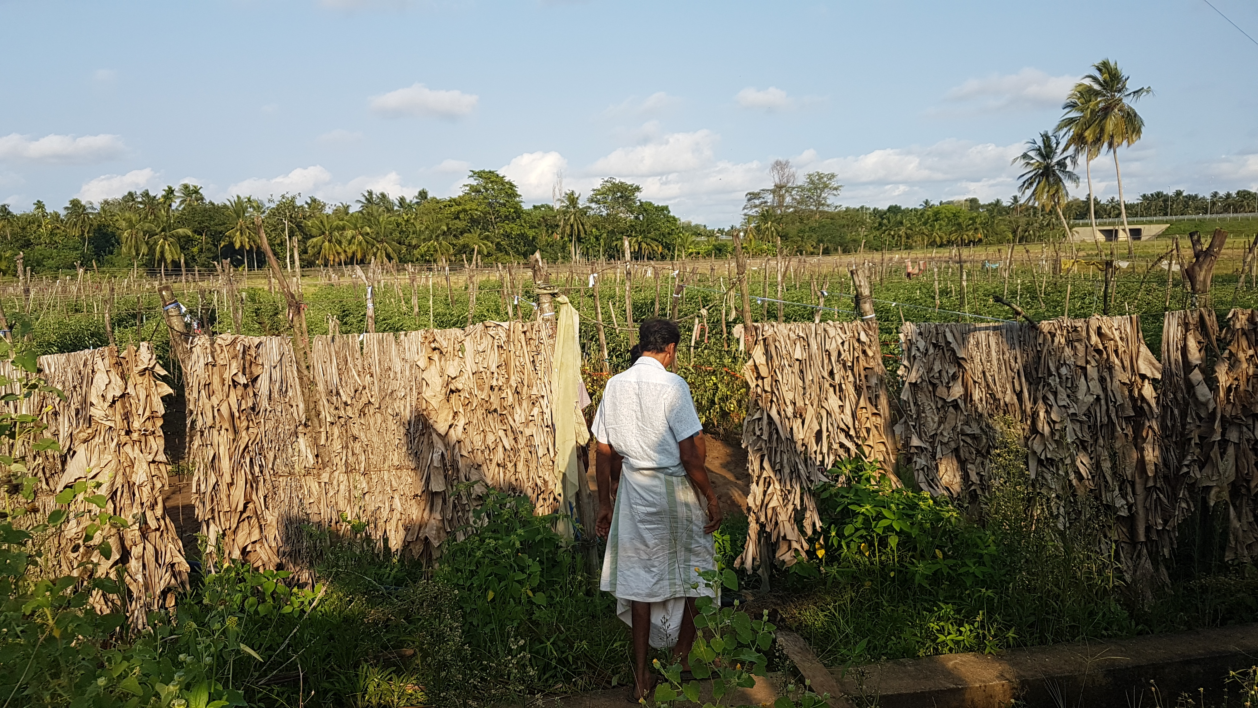 “කොම්පෝස්ට් පොහොර දැම්මහම දෙමුහුන් බීජ හරි හමන් ඵලදාවක් දෙන්නේ නැහැ. සම්ප්‍රදායික බීජ රසායනික පොහොර දැම්මහම හරි හමන් ඵලදාවක් දෙන්නේ නැහැ. ඔවුන් අපිට කොම්පෝස්ට්වලට ගැලපෙන බීජ හරි දුන්නා නම් සමහරවිට මොකක් හරි වැඩ කරන්න තිබුණා.” - හම්බන්තොට