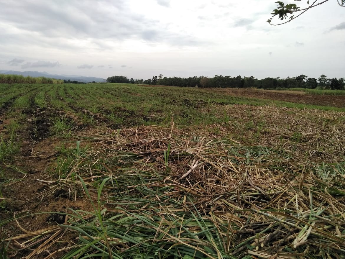 Land for Sale in Negros Oriental