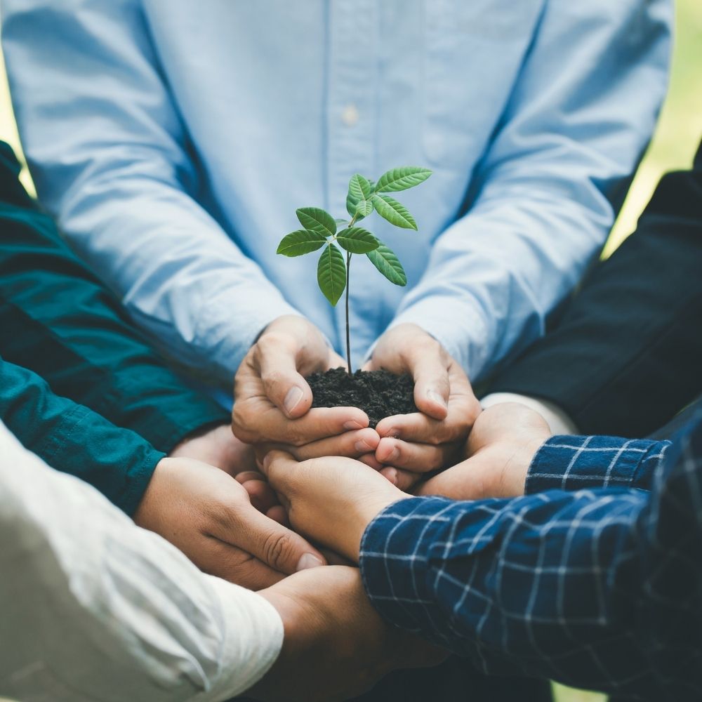 Hands together holding a young plant