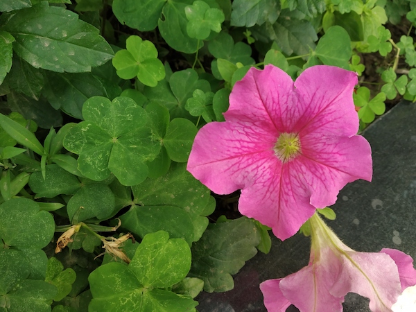 Redmi Note 5 Pro 2
