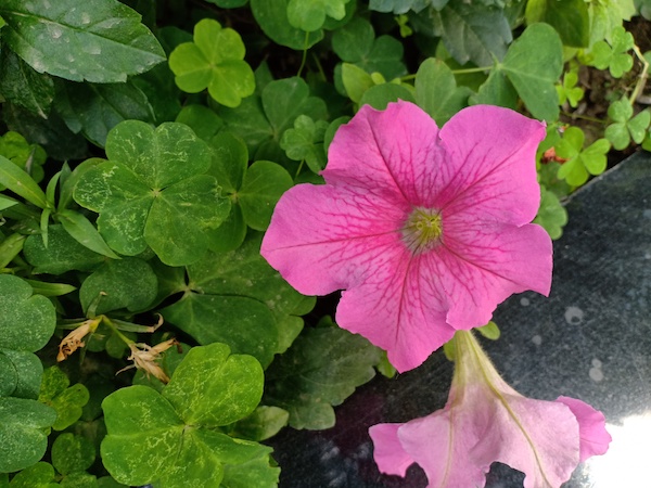 OPPO F7 2