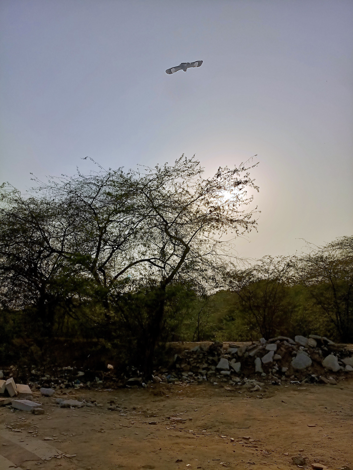Primary Camera (HDR)
