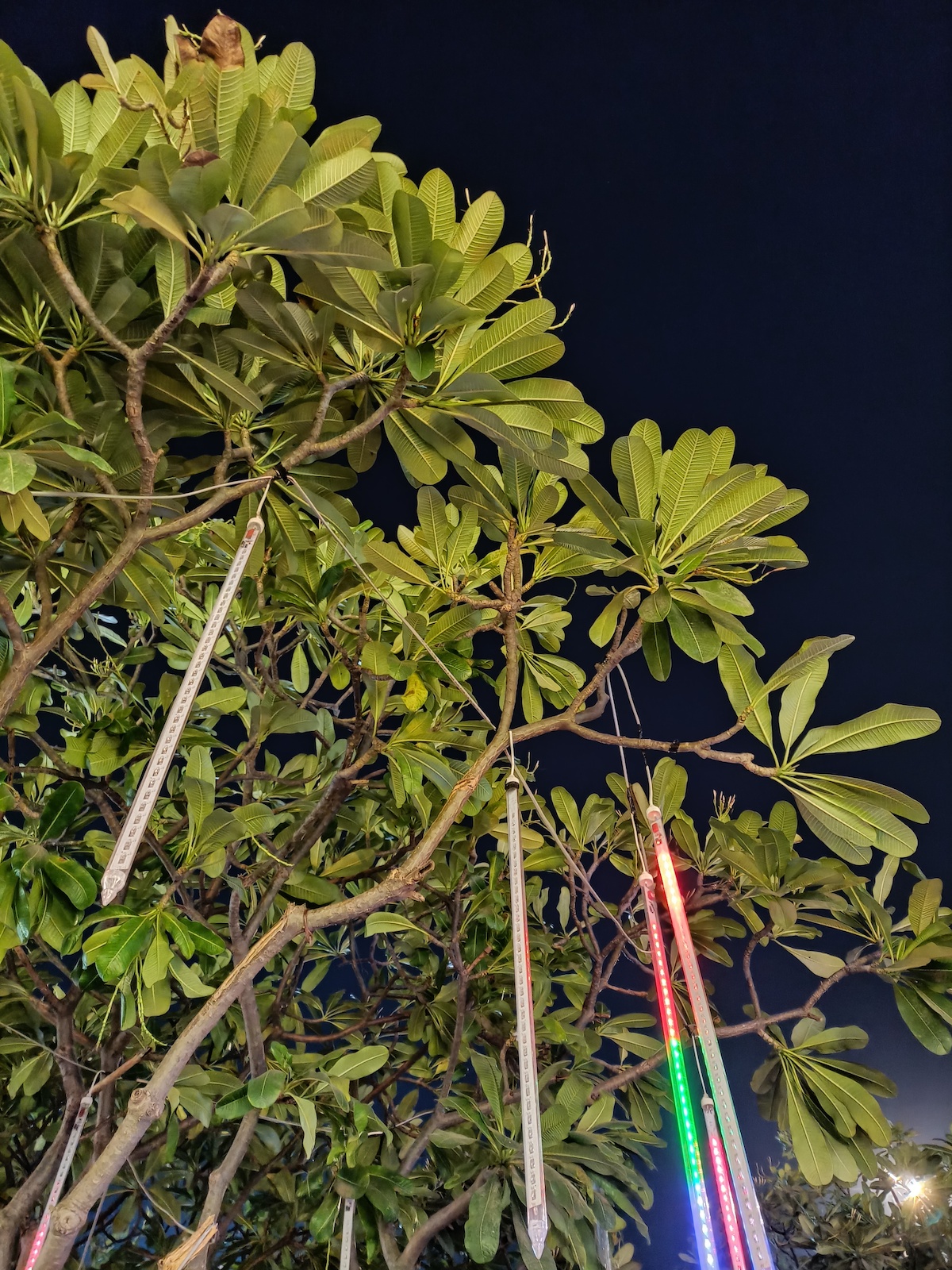 Primary Camera (Night Mode On)