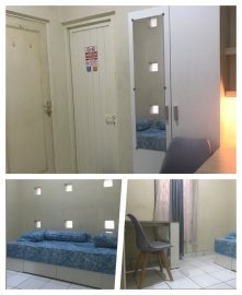 Kost Cindelaras BSD