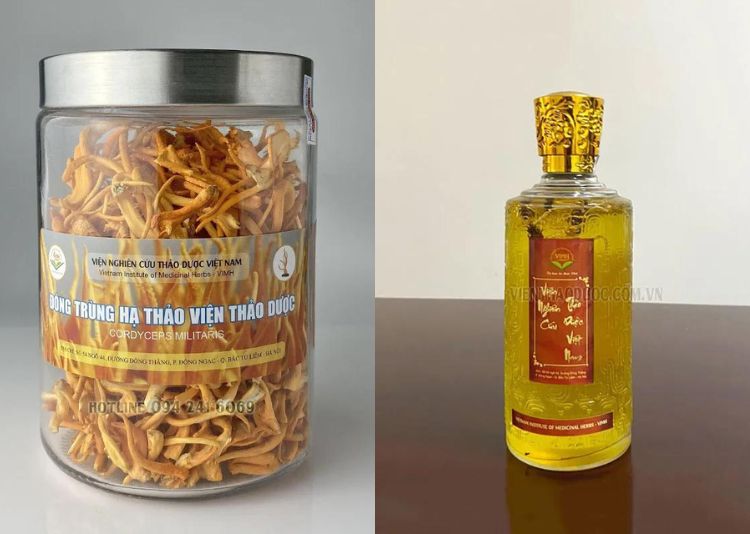 mua đông trùng hạ thảo ở Hà Nội Viện Nghiên Cứu Thảo Dược Việt Nam