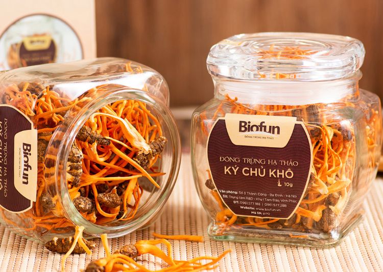 mua đông trùng hạ thảo ở Hà Nội Đông trùng hạ thảo Biofun